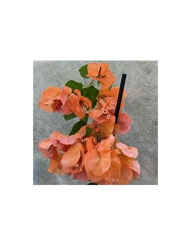BOUGANVILLEA - BUGAMBILIA- ENREDADERA - NANAS...