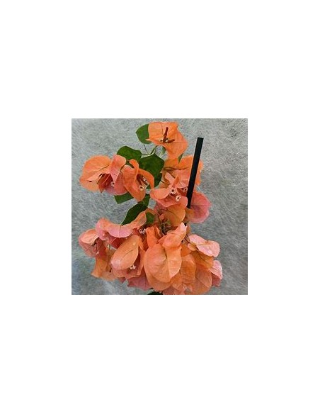 BOUGANVILLEA - BUGAMBILIA- ENREDADERA - NANAS (ORANGE)- 1 Shrub for Sale in Mexico - Online Nursery