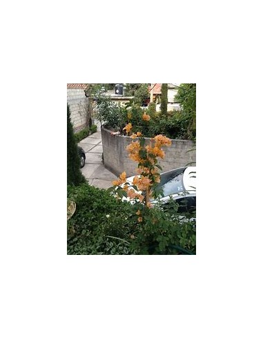 BOUGANVILLEA - BUGAMBILIA- ENREDADERA - NANAS...