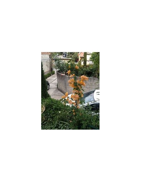 BOUGANVILLEA - BUGAMBILIA- ENREDADERA - NANAS (ORANGE)- 1 Shrub for Sale in Mexico - Online Nursery