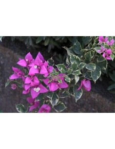 bougainvillea bugambilias...