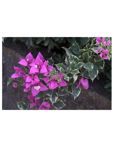 bougainvillea bugambilias dwarf vines shrubs normal variegated leaves - 1 Shrub for Sale in Mexico - Online Nursery