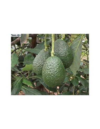 AVOCADO HASS MENDEZ FOR HEAT - 1 Tree for Sale in Mexico - Online Nursery