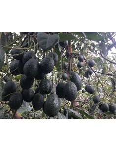 AVOCADO HASS MENDEZ FOR... 2
