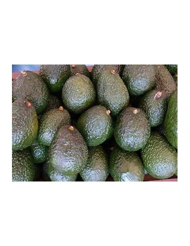 AVOCADO HASS MENDEZ FOR HEAT - 1 Tree for Sale...