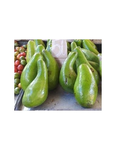 AVOCADO BOOT 1 - 1 Tree for Sale in Mexico - Online Nursery