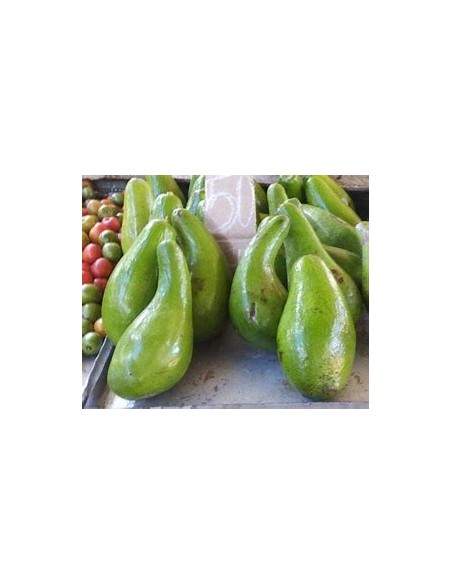 AVOCADO BOOT 1 - 1 Tree for Sale in Mexico - Online Nursery