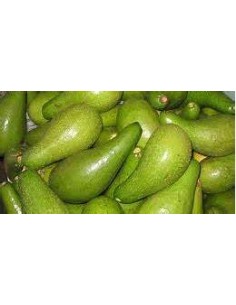 AGUACATE BOOT 1 - 1... 2