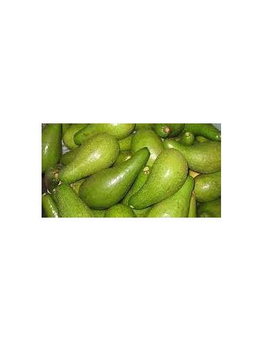 AVOCADO BOOT 1 - 1 Tree for Sale in Mexico -...