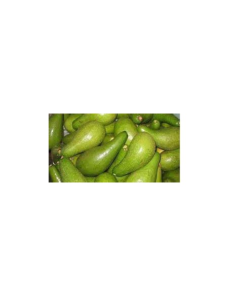 AGUACATE BOOT 1 - 1 Arbolito en Venta en Mexico - Vivero por internet