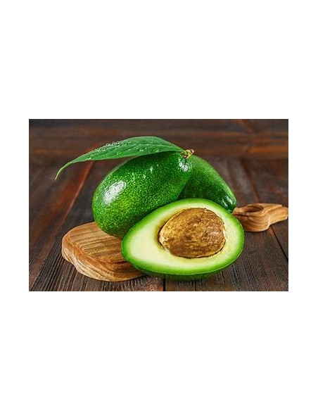 AGUACATE PIEL DE PAPEL - 1 Arbolito en Venta en Mexico - Vivero por internet