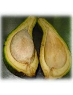 AGUACATE PAHUA - 1 Arbolito...