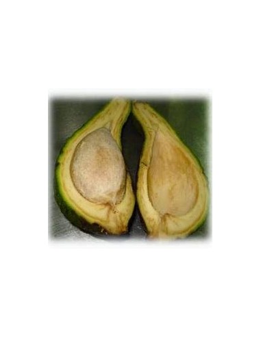 AVOCADO PAHUA - 1 Tree for Sale in Mexico - Online Nursery