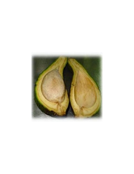 AGUACATE PAHUA - 1 Arbolito en Venta en Mexico - Vivero por internet