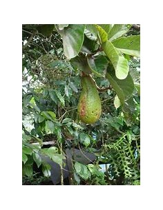 AGUACATE PAHUA - 1 Arbolito... 2