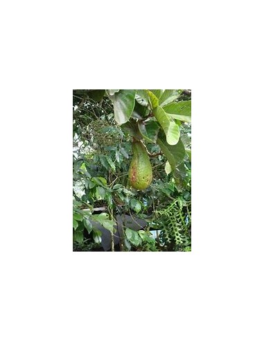 AGUACATE PAHUA - 1 Arbolito en Venta en Mexico...