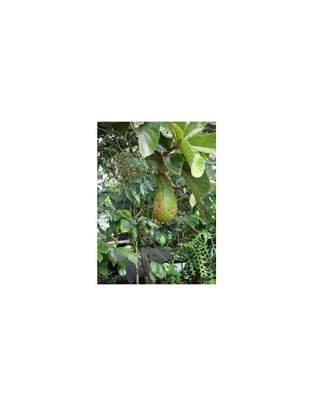 AGUACATE PAHUA - 1 Arbolito en Venta en Mexico - Vivero por internet