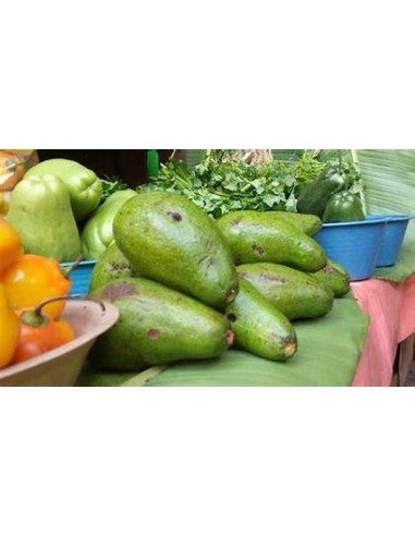 AGUACATE PAHUA - 1 Arbolito en Venta en Mexico...