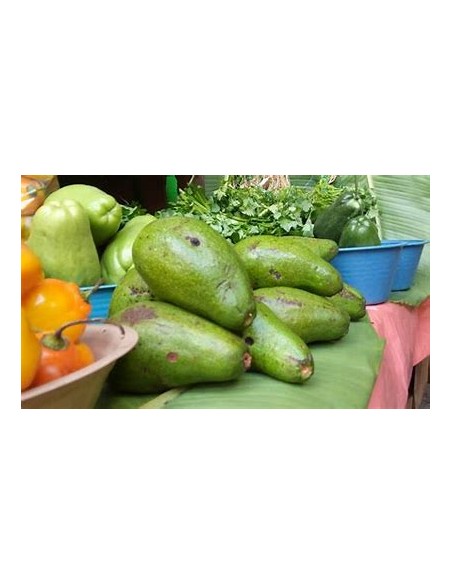AGUACATE PAHUA - 1 Arbolito en Venta en Mexico - Vivero por internet