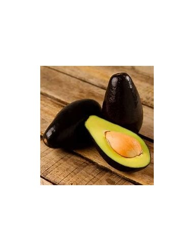 AVOCADO FROM SCENT- 1 Tree for Sale in Mexico - Online Nursery