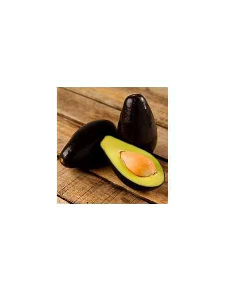AGUACATE DE OLOR - 1 Arbolito en Venta en Mexico - Vivero por internet