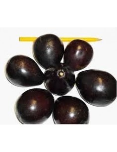 AGUACATE DE OLOR - 1... 2
