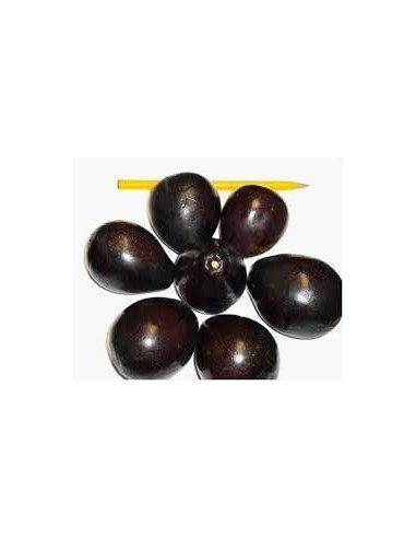 AGUACATE DE OLOR - 1 Arbolito en Venta en...