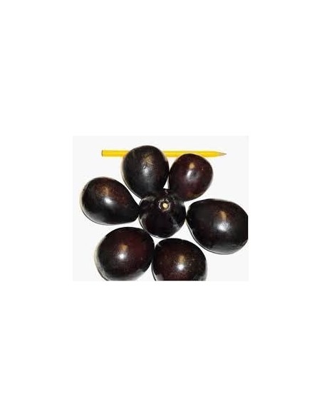 AGUACATE DE OLOR - 1 Arbolito en Venta en Mexico - Vivero por internet