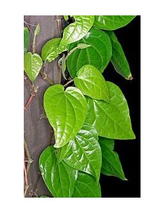 PAAN - PIPER BETEL...