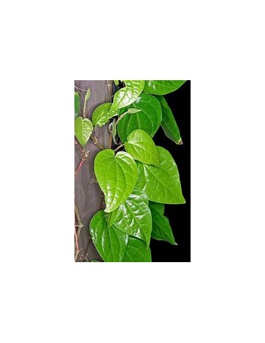 PAAN - PIPER BETEL TREE - 1 Sapling for Sale in Mexico - Online Nursery