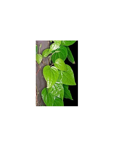 PAAN - PIPER BETEL TREE - 1 Sapling for Sale in Mexico - Online Nursery