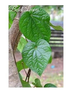 PAAN - PIPER BETEL TREE - 1... 2