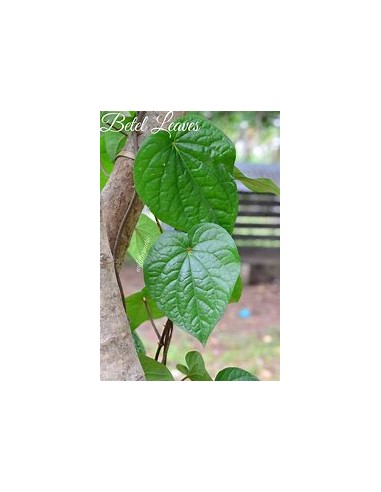 PAAN - PIPER BETEL TREE - 1 Sapling for Sale in...