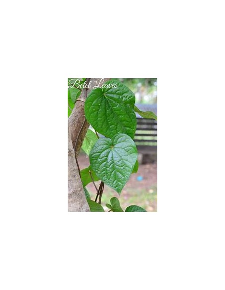 PAAN - PIPER BETEL TREE - 1 Sapling for Sale in Mexico - Online Nursery