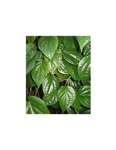 PAAN - PIPER BETEL TREE - 1 Sapling for Sale in...