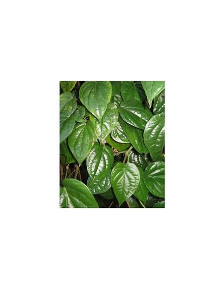 PAAN - PIPER BETEL TREE - 1 Sapling for Sale in Mexico - Online Nursery