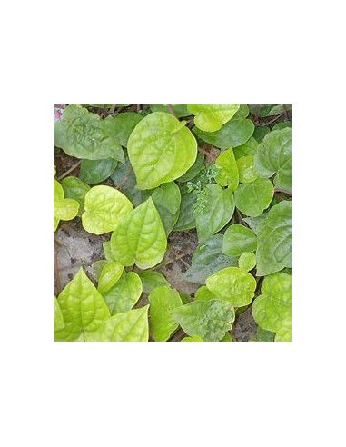 PAAN - PIPER BETEL TREE - 1 Sapling for Sale in...