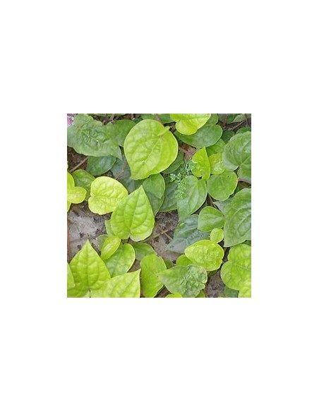 PAAN - PIPER BETEL TREE - 1 Sapling for Sale in Mexico - Online Nursery