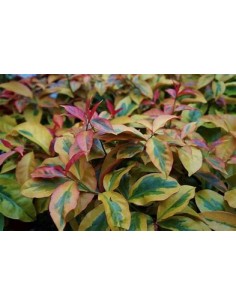 PERESKIA ACULEATA -...