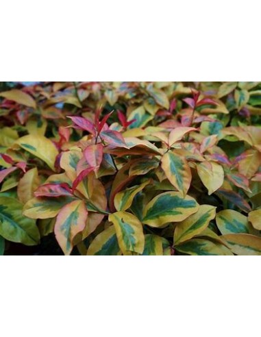 PERESKIA ACULEATA - VARIEGATA - 1 Planta en Venta en Mexico - Vivero por internet