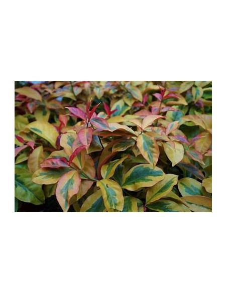 PERESKIA ACULEATA - VARIEGATA - 1 Plant for Sale in Mexico - Online Nursery