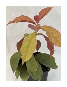 PERESKIA ACULEATA -... 2