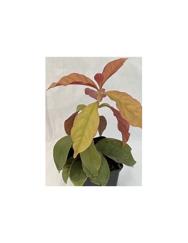 PERESKIA ACULEATA - VARIEGATA - 1 Plant for...