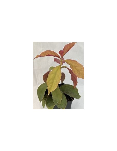 PERESKIA ACULEATA - VARIEGATA - 1 Plant for Sale in Mexico - Online Nursery
