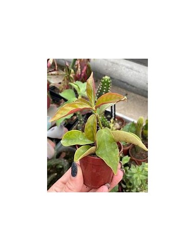 PERESKIA ACULEATA - VARIEGATA - 1 Plant for...