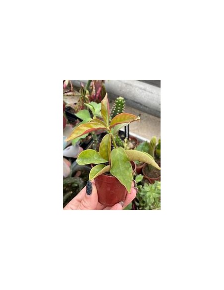 PERESKIA ACULEATA - VARIEGATA - 1 Plant for Sale in Mexico - Online Nursery
