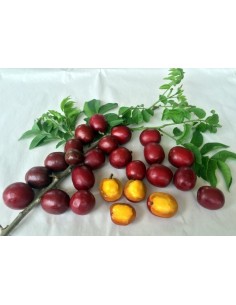 1 Purple Mombin fruit (Spondias purpurea) live plant for sale - Hog plum rare 2