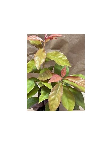 PERESKIA ACULEATA - VARIEGATA - 1 Plant for...