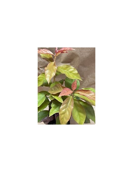 PERESKIA ACULEATA - VARIEGATA - 1 Plant for Sale in Mexico - Online Nursery