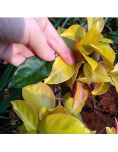 PERESKIA ACULEATA GOLD - 1...